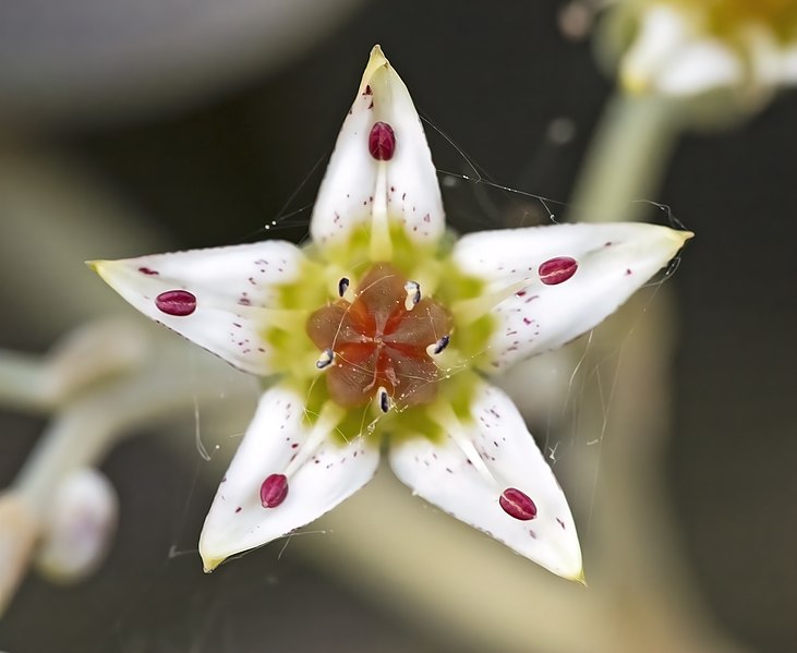 File:(MHNT) Graptopetalum paraguayense Flower.jpg