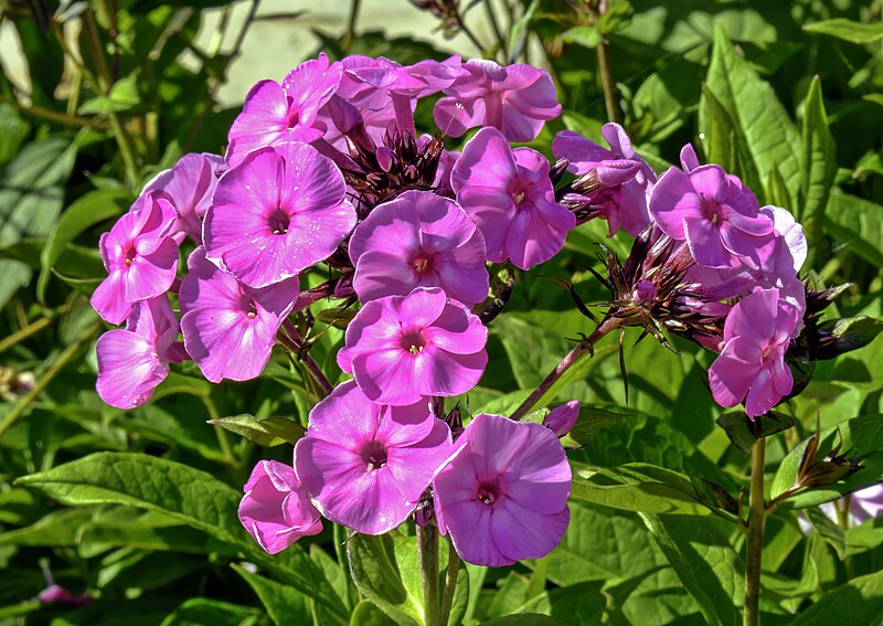 File:(MHNT) Phlox paniculata famous light purple - Les Martels, Giroussens Tarn.jpg