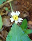 (Tridax procumbens) flowers at Madhurawada 01.JPG