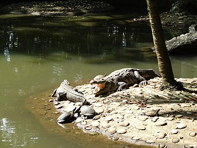 Крокодилы и черепахи в парке Юмка́