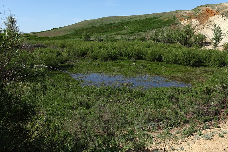 File:Остатки пруда в Большом овраге - panoramio.jpg