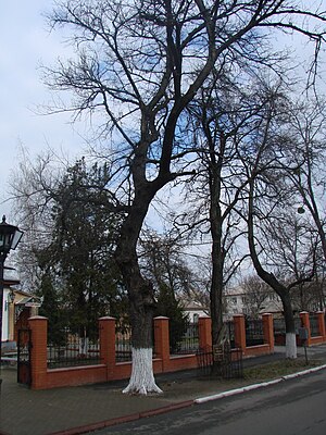 Вигляд пам'ятки разом із сусідніми старовинними деревами