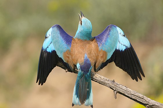 An European roller in Persina Nature Park (Borilei)