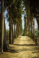 Tree lane in the Baron de-Menashe Garden in Kfar Sava Author: Tomer hu