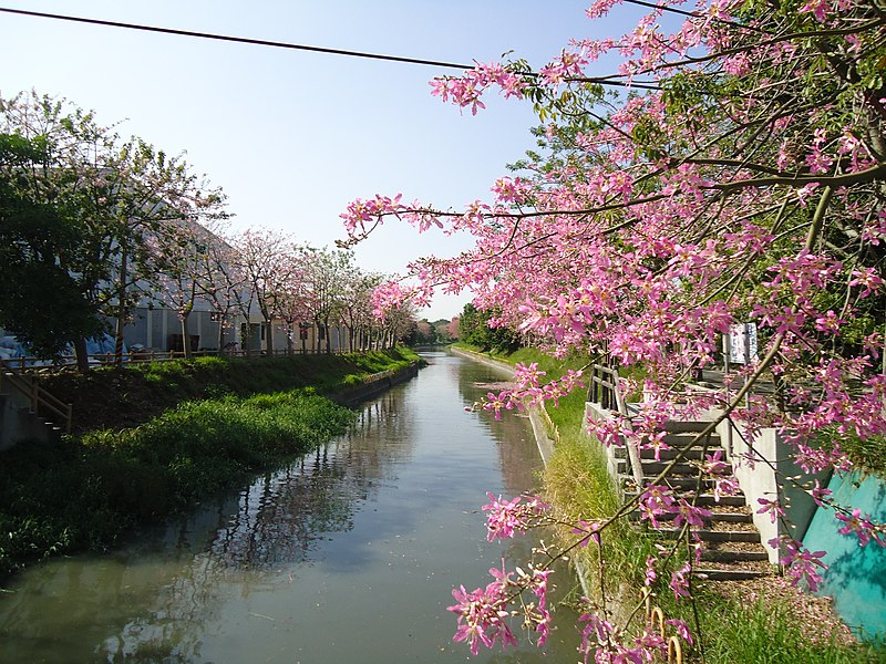 File:北斗河濱公園 美人樹 - panoramio (1).jpg