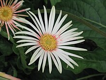 Gerbera jamesonii, white form Fei Zhou Ju (Fu Lang Hua ) Gerbera jamesonii -Xiang Gang Dong Zhi Wu Gong Yuan Hong Kong Botanical Garden- (9237501635).jpg