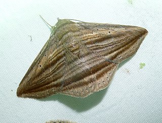 <i>Itomia opistographa</i> Species of moth