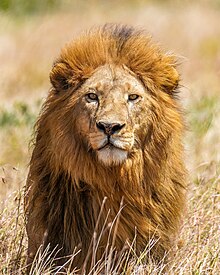 Wild lion (Panthera leo) Tryggve, son of C-Boy, in the Serengeti National Park, Tanzania