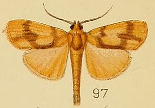 <i>Ulopeza</i> Genus of moths