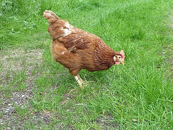 Haushuhn, Free range chickens