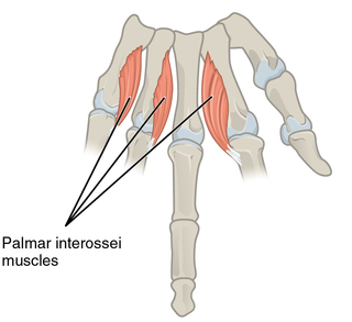 <span class="mw-page-title-main">Palmar interossei muscles</span> Muscles between the metacarpals