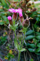 Silene dioica