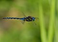 Herbst-Mosaikjungfer - Aeshna mixta, Männchen im Flug