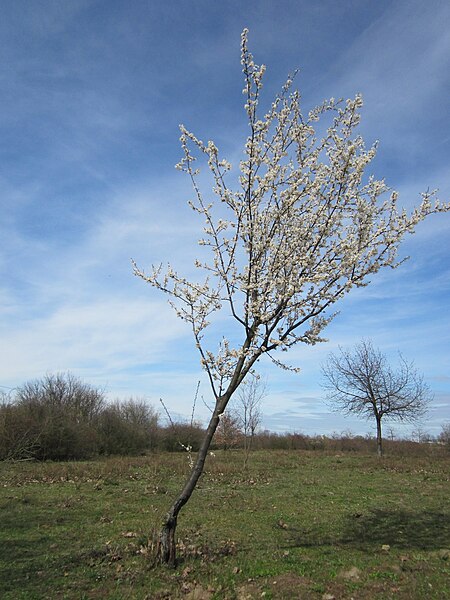 File:20130414Prunus cerasifera Reilingen17.jpg