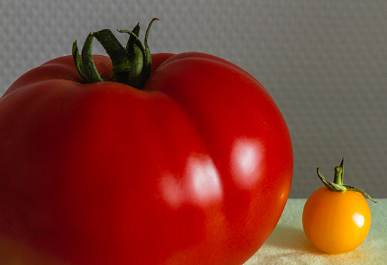 Large and small tomato