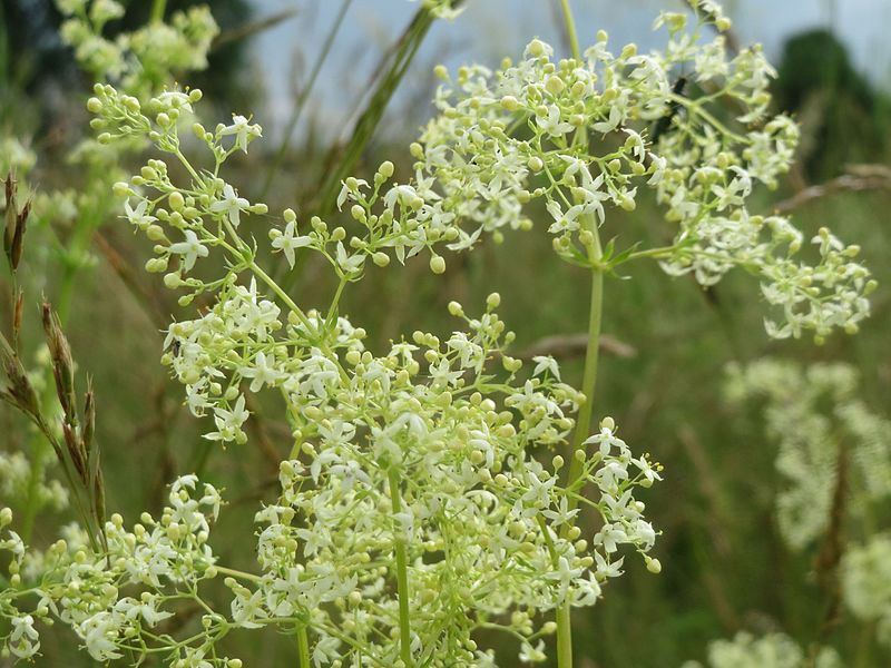 File:20160603Galium mollugo2.jpg