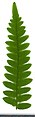 * Nomination Pteridium aquilinum. Leaf adaxial side. --Knopik-som 09:14, 13 September 2021 (UTC) * Promotion  Support Good quality. --Steindy 09:43, 13 September 2021 (UTC)