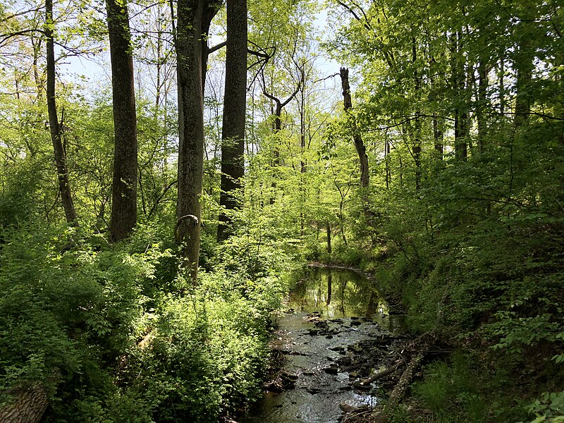 File:2021-04-28 11 57 45 View southeast up a forested section of Horsepen Run during spring within Horsepen Run Stream Valley Park in Oak Hill, Fairfax County, Virginia.jpg