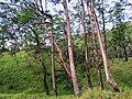 Wald am Berghang