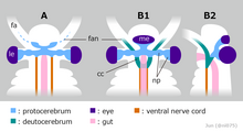 Various interpretations of radiodont brain. A: after Cong et al. 2014, B: after Moysiuk & Caron 2022 20220715 Radiodonta brain interpretations.png