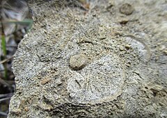 File:20220904Crinoidea.jpg (Category:Unidentified Crinoidea fossils)