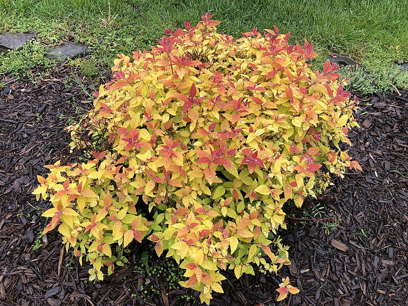 File:2023-04-29 16 15 30 Spirea with red and yellow leaves in spring along Windybush Way in the Mountainview section of Ewing Township, Mercer County, New Jersey.jpg