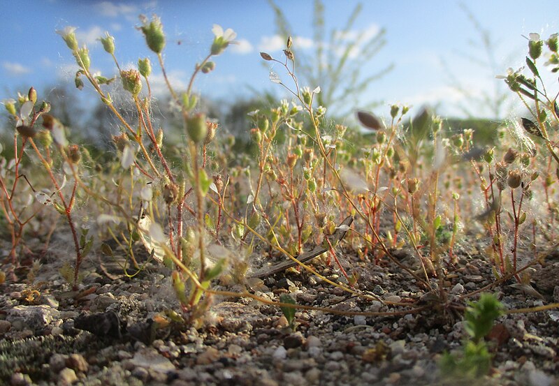 File:20230502Saxifraga tridactylites3.jpg