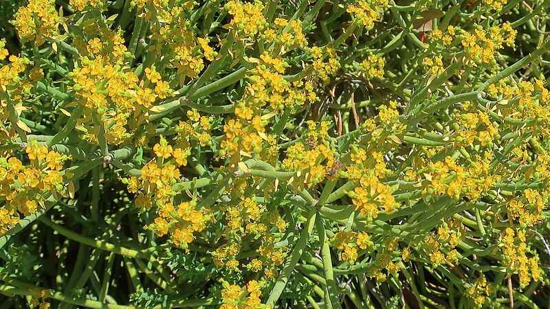 File:210403 050 Fallbrook - Euphorbia mauritanica Pencil Milkbush.jpg