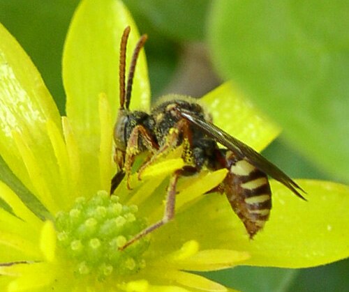 Subfamily Nomadinae cuckoo bee species, on flower.