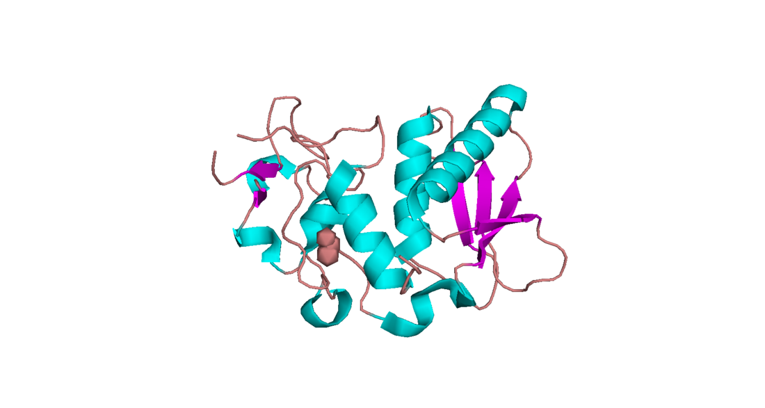 Bone morphogenetic protein 1