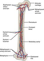 Thumbnail for Nutrient artery