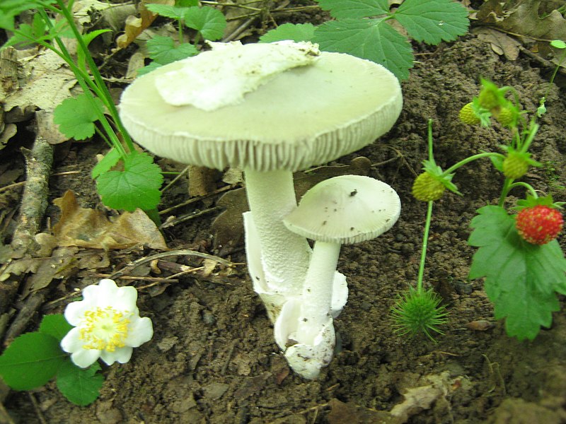 File:AMANITA VAGINATA (Bull. Fr.) Vittadini (5825615837).jpg