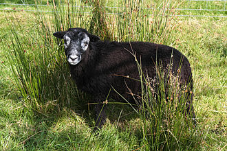 Herdwick lambs are born mostly black and lighten with age. A Herdwick lamb.jpg