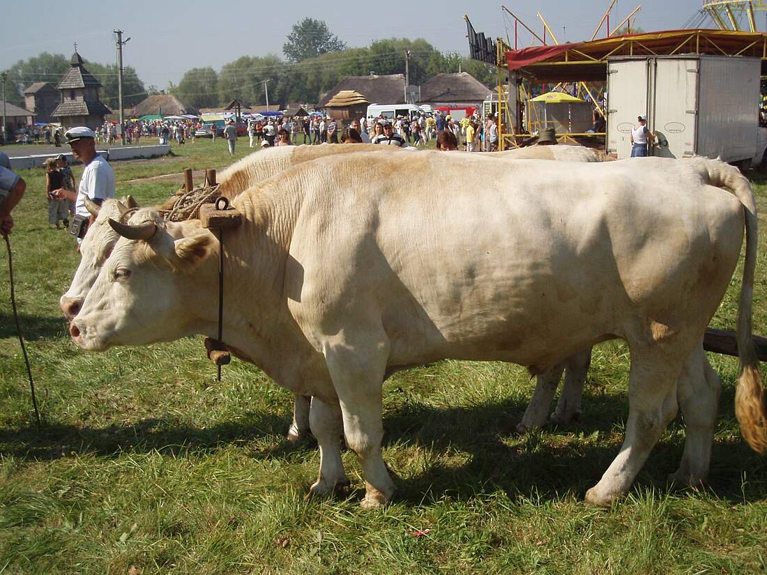 Traction bovine