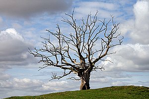 English: A dead elm tree at Nenthorn A Dutch e...