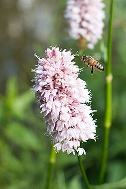 A flying bee