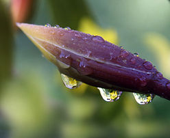 Jeu de réfraction à travers des gouttes de pluie sur un bouton floral de Cymbidium. L’image d'une petite fleur en arrière-plan est réfractée à travers neuf gouttes différentes au moins. En fonction de l’hydrophobicité de la surface, les gouttes forment un angle variable avec celle-ci : il est faible là où la surface est peu hydrophobe, il atteint près de 90° là où elle l’est le plus. (définition réelle 1 750 × 1 426)