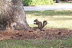 Thumbnail for Squirrels on college campuses
