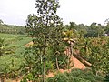 A typical agricultural land in the southern part of Kerala in India