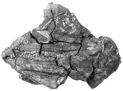 July 14: Partial skull of an Abrictosaurus consors.