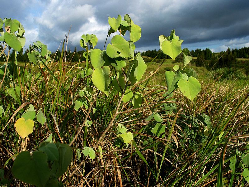 File:Abutilon menziesii (5642404671).jpg