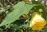 Abutilon pictum