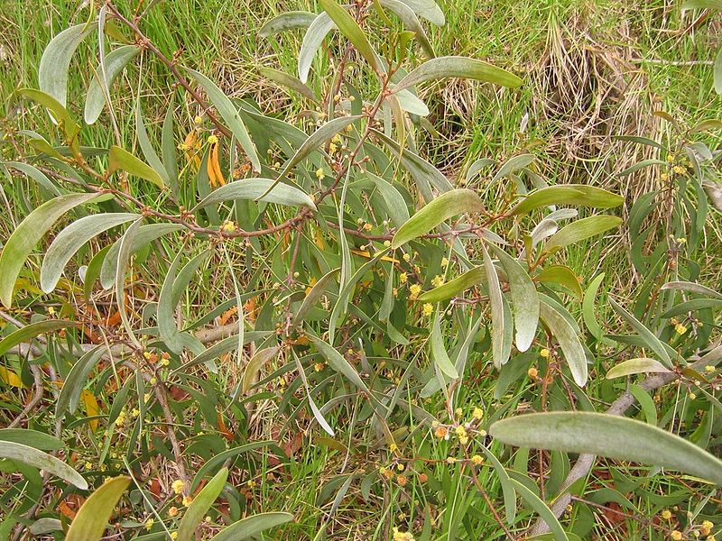 File:Acacia koaia2.jpg