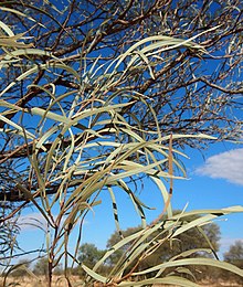 Acacia sericophylla листва.jpg