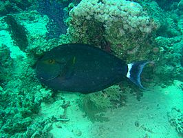 Acanthurus gahhm