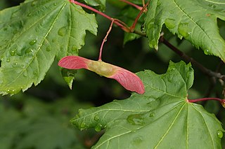 <span class="mw-page-title-main">Samara (fruit)</span> Non-opening dry fruit with a flattened wing