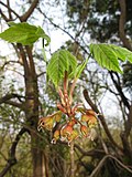 Female flowers with curled stigmas