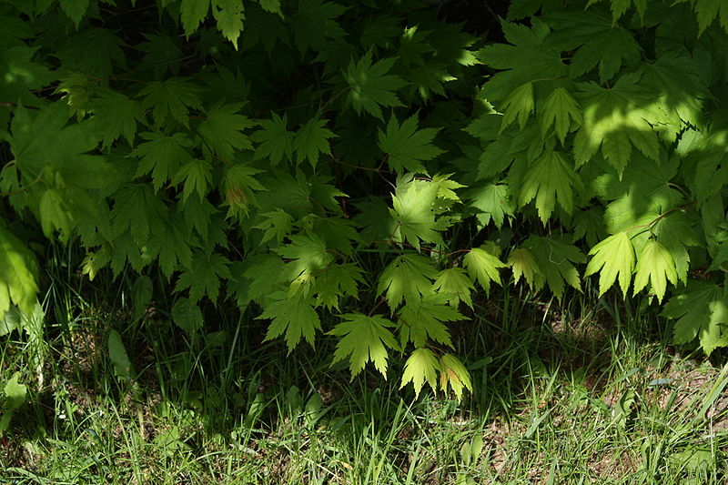 File:Acer pseudosieboldianum youngleaves.jpg