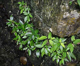 <i>Achudemia</i> Genus of flowering plants