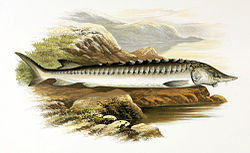 Illustration fra værket British fresh water fishes af Alexander Francis Lydon, 1879